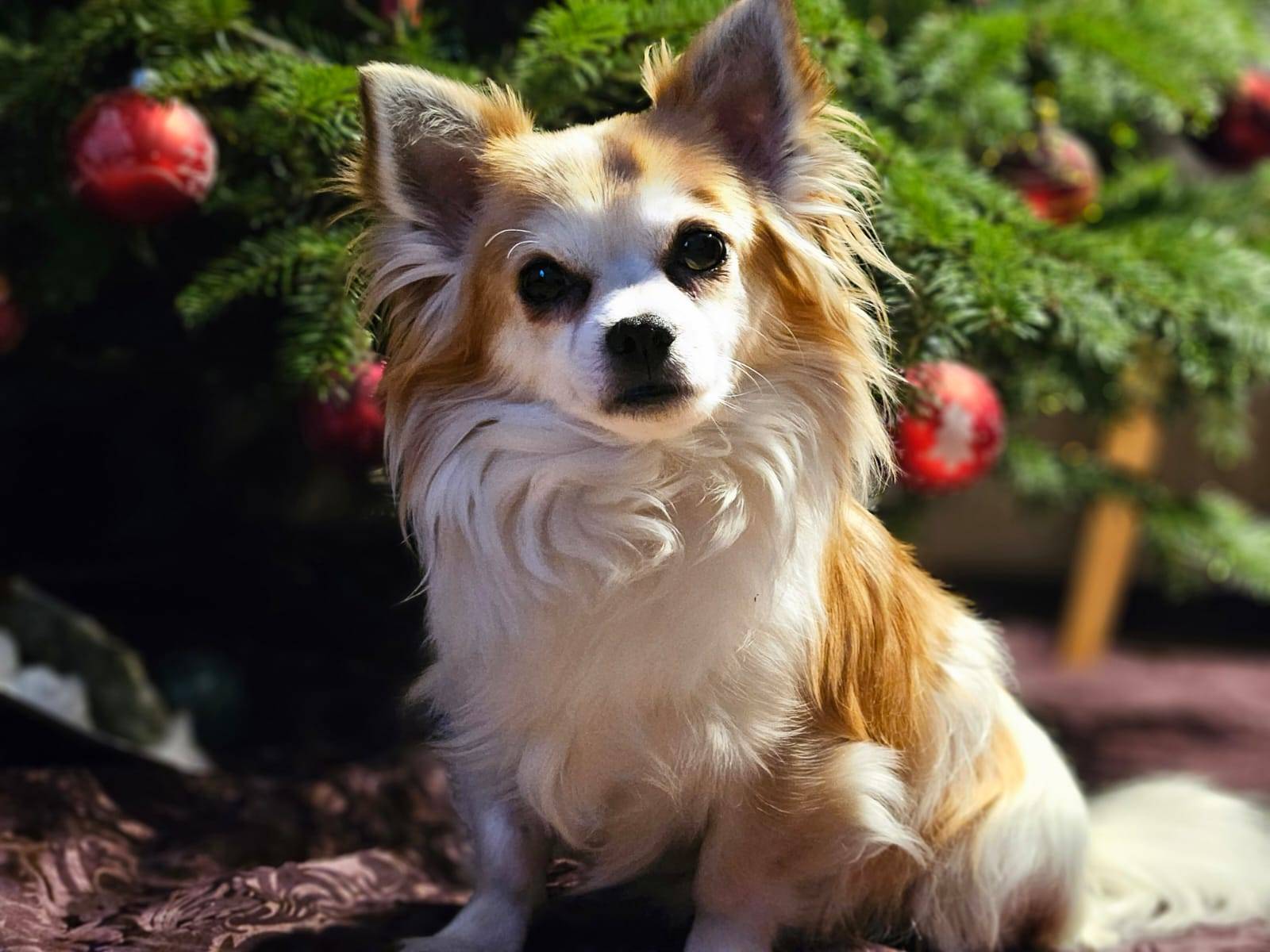 Charly, a small long-haired dog and the inspiration for Felova
