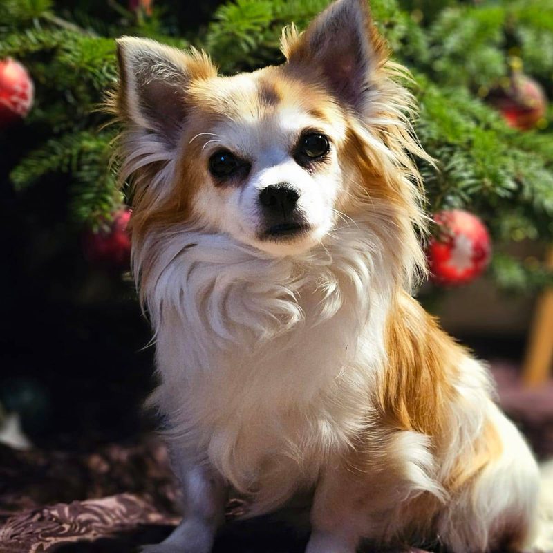 Charly, a small long-haired dog and the inspiration for Felova